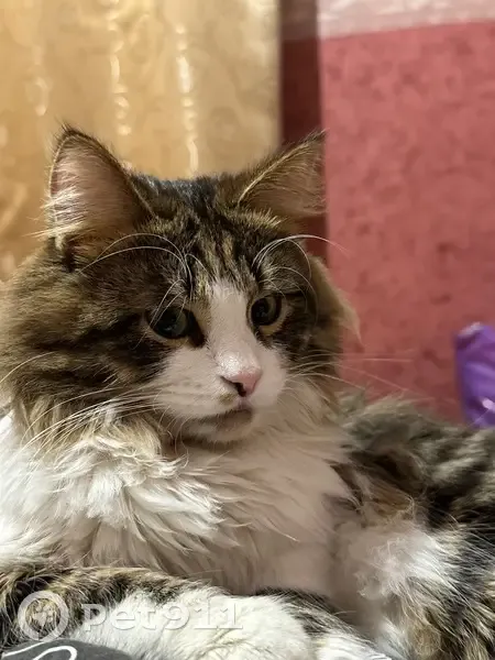 Пропала кошка, улица Лапшенкова, 11, Подольск - photo
