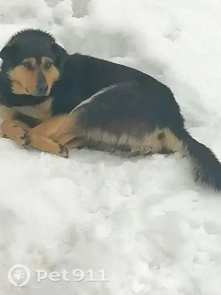 Пропала собака, Объездное шоссе, Балашиха - чёрный с рыжей мордой и рыжий - photo