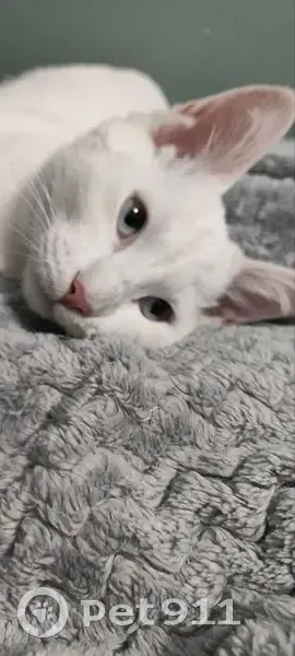 Пропала кошка, улица Николая Петрова, 3, Улан-Удэ - белый кот подросток - photo