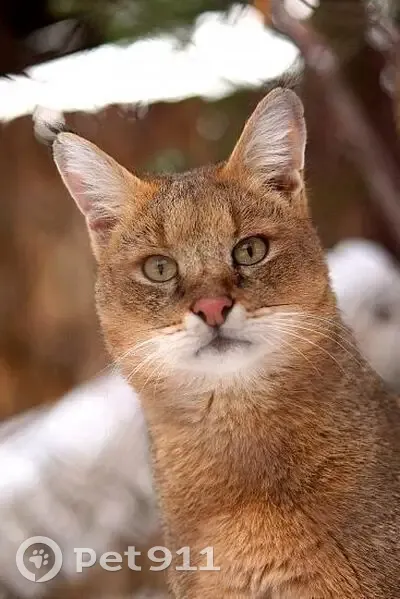 Пропала кошка, Иркутский район - крупная с песочным окрасом - photo