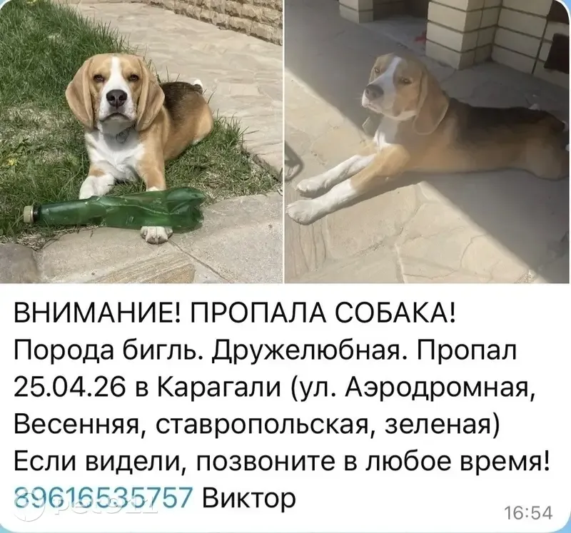 Пропала собака, Зелёная улица, Астрахань - бигль, добрый и дружелюбный - photo