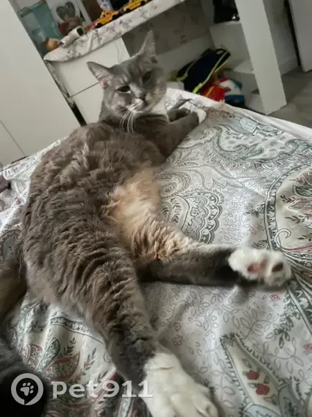 Пропала кошка, Парковая улица, 24, Сабурово - серый кот с белыми лапками - photo