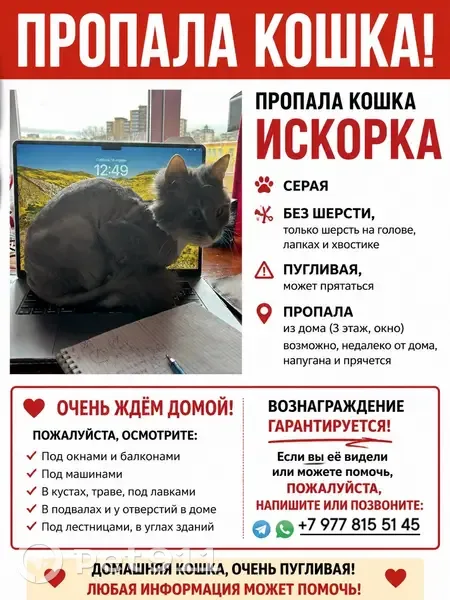 Пропала кошка, улица Фрунзе, 5, Улан-Удэ - серая, бритая - photo