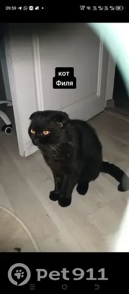 Пропала кошка, улица Рылеева, 2, Бутурлиновка - шотландец вислоухий, черный окрас - photo