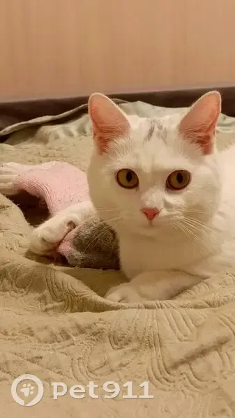 Пропала кошка, улица Механизаторов, 6, Майма - белая с чёрно-серым пятнышком - photo