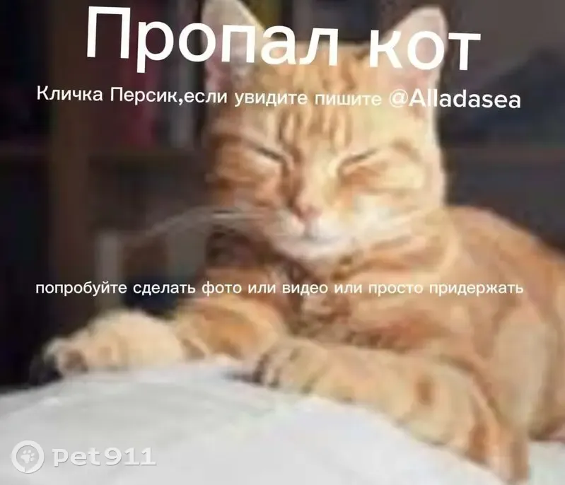 Пропала кошка, Киселёвская улица, 12, район Троицк, Пыхчево - темно-рыжая, кличка Персик - photo