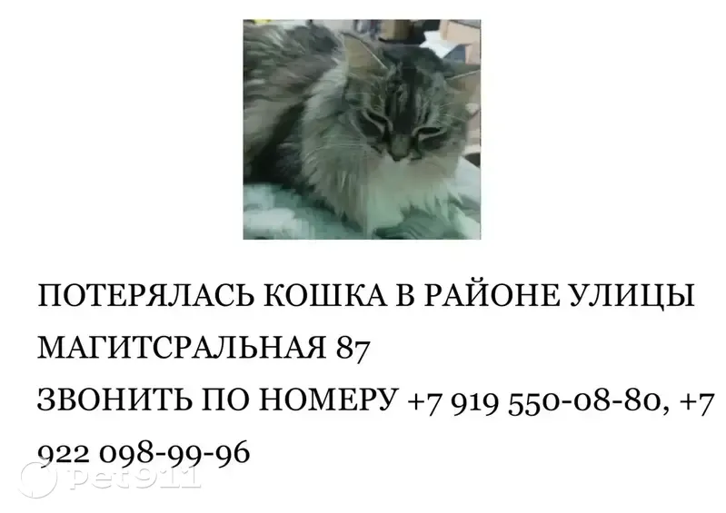 Пропала кошка, Магистральная улица, 87, Ноябрьск - серого цвета, кличка Муся - photo