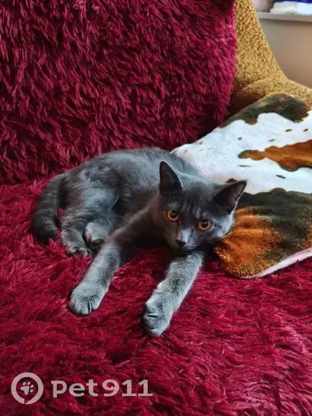 Пропала кошка, улица Яновского, 2А, Воркута - серого цвета с оранжевыми глазами - photo