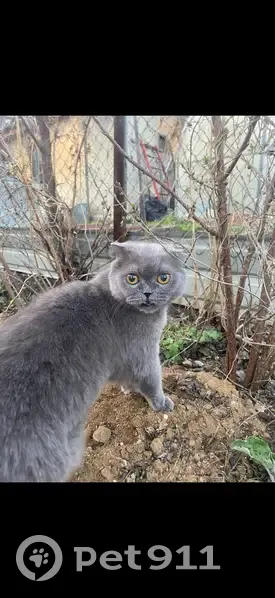 Пропала кошка, улица Пржевальского, 2А, Челябинск - старый серый кот - photo