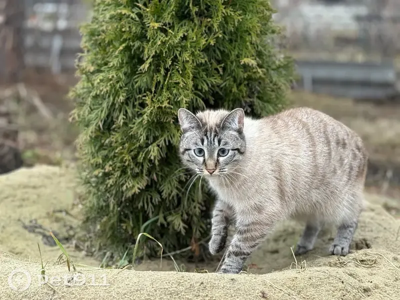Пропала кошка, Ткацкий проезд, 24, Тюмень - голубоглазая, 1,5 года - photo