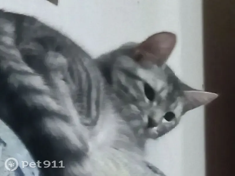 Пропала кошка, улица Чернышевского, 38, Белорецк - серая с тёмно серыми полосками - photo
