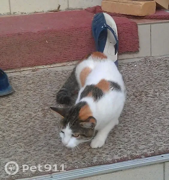 Пропала кошка Манюня, 1-я набережная Золотого Затона, Астрахань - photo