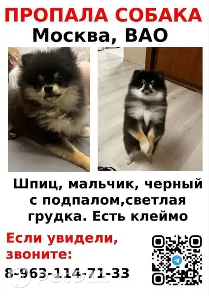 Пропала собака, Малая Семёновская улица, Москва - чёрный с подпалом - photo