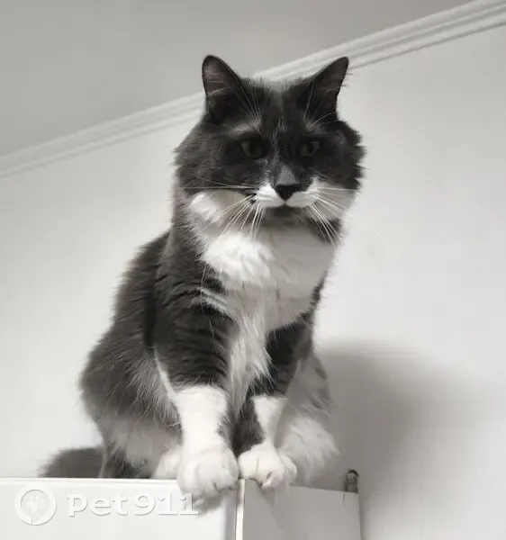 Пропала кошка, 22, Улан-Удэ - длинношерстая с серо-белым окрасом - photo