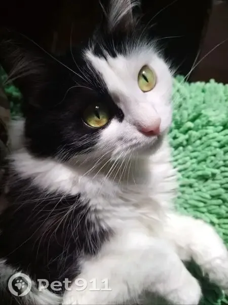 Пропала кошка, Лесная улица, 6, Коломна - чёрно-белая с зелёными глазами - photo