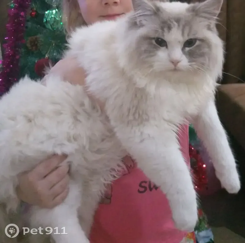 Пропала кошка, Тула — Алексин, 10, Бухторма - похожа на венского маскарадного - photo