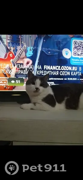Пропала кошка, улица Шаталова, Раздольное - откликается на кличку Саймон - photo