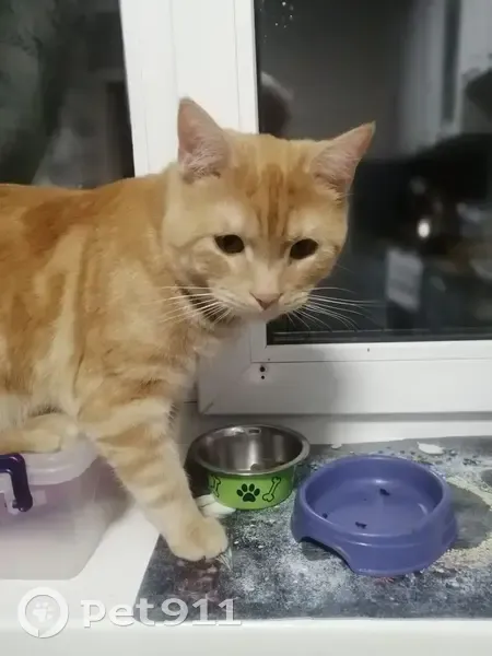 Пропала кошка, проспект Ленина, 03, Электросталь - рыжий кот около 1 года - photo