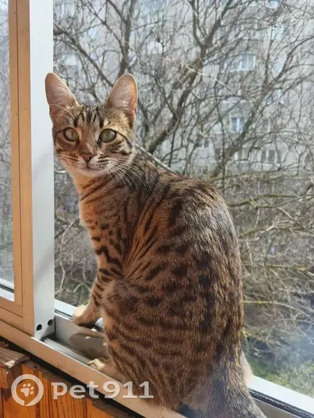 Пропала кошка, Транспортная улица, 14/2, Семилуки - спрыгнула с балкона - photo