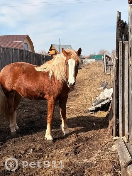 Пропал Другой, Песчаная улица, 1, Передергина - рыжая - photo