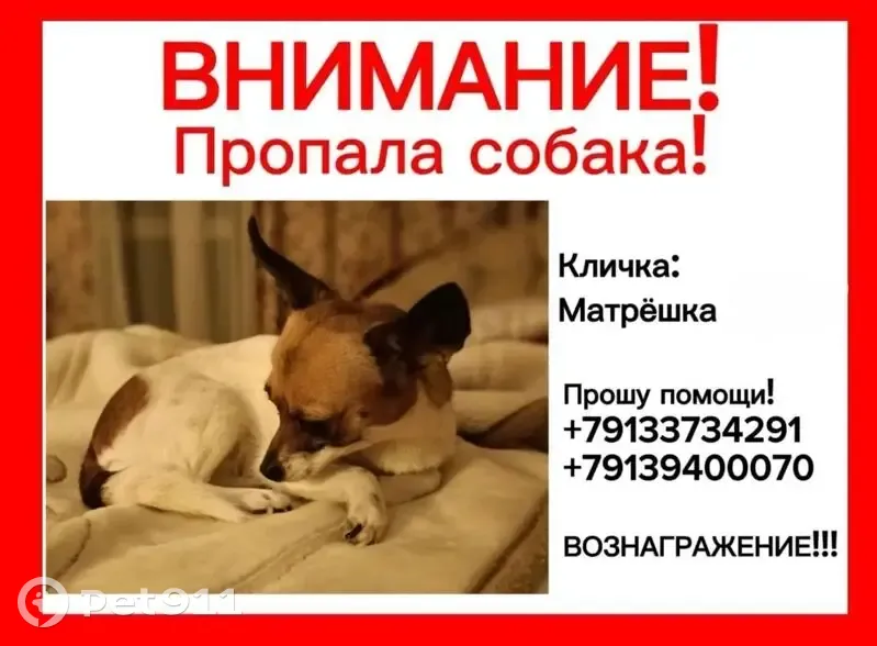 Пропала собака, улица Пирогова, 30, городской округ Бердск - photo
