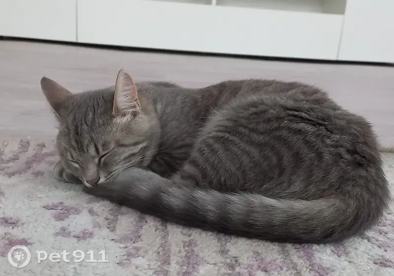 Пропала кошка, Луговая улица, 26, Кукмор - photo