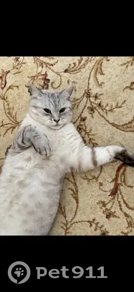 Пропала кошка, Севастопольская улица, 11, городской округ Таганрог - photo