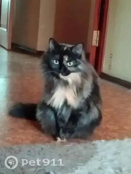 Пропала кошка, Флагманская улица, Калининград - photo