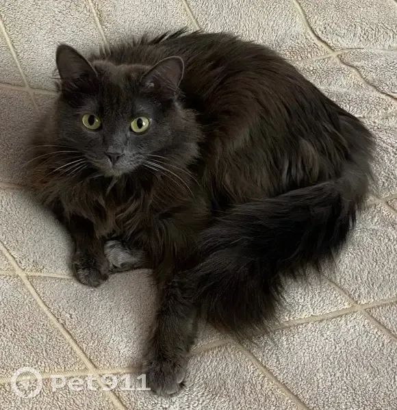 Пропала кошка, улица Жуковского, 9, Кемерово - photo