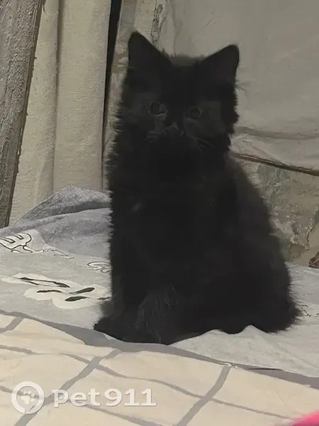 Пропала кошка, Северная улица, Алексин - photo