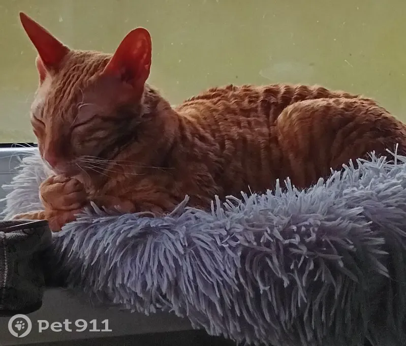 Пропала кошка, улица Горького, Калининград - рыжая породы корниш-рекс - photo