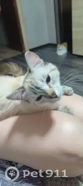 Пропала кошка, улица Энтузиастов, 15, Барнаул - темнее, чем на фото - photo