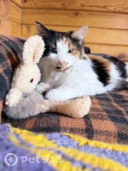 Пропала кошка, 1-й Успенский переулок, 27, Химки - photo