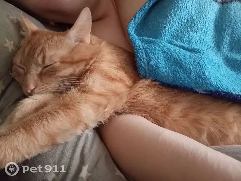 Пропала кошка, 1-й Краснинский переулок, 21, Смоленск - рыжий кот - photo