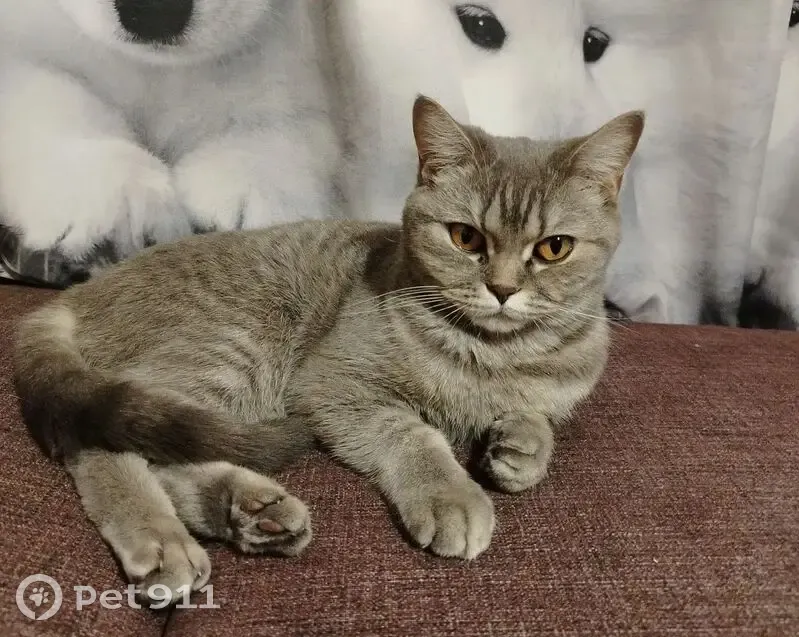 Пропала кошка, Салмышская улица, 29/2, Оренбург — британка, серая - photo