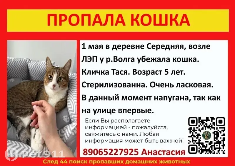 Пропала кошка, Середняя, Костромская область - photo