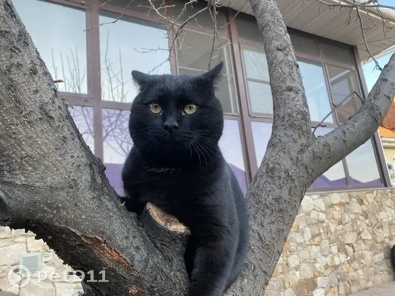 Пропала кошка, Административная улица, 7, Волгоград — полностью чёрная, хромал на переднюю левую лапку - photo