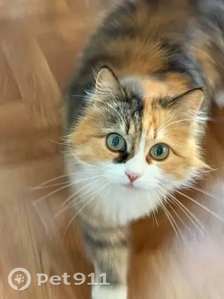Пропала кошка, Целинная улица, 9/1, Сочи — кошечка 6 лет, зовут Лиза - photo