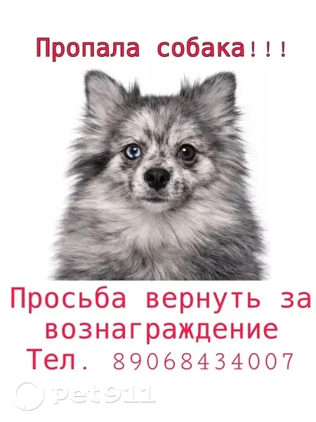 Пропала собака, Павловка, Оренбургская область — окрас мерль, разные глаза - photo
