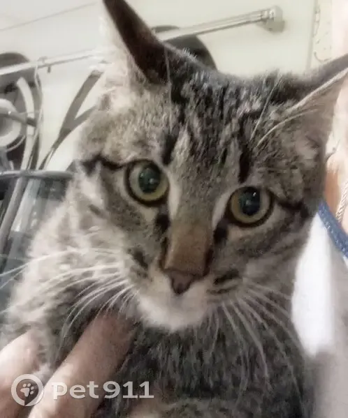 Пропала кошка, улица Юрина, 145, Барнаул — котик 8 мес, кастрированный, окрас камышовый - photo