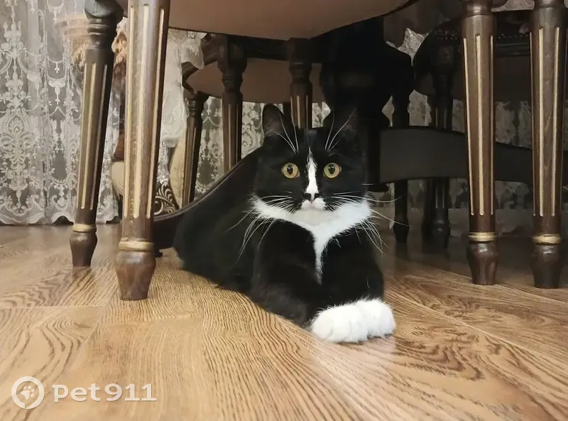 Пропала кошка, Уссурийск, Приморский край — чёрно-белая, пугливая - photo