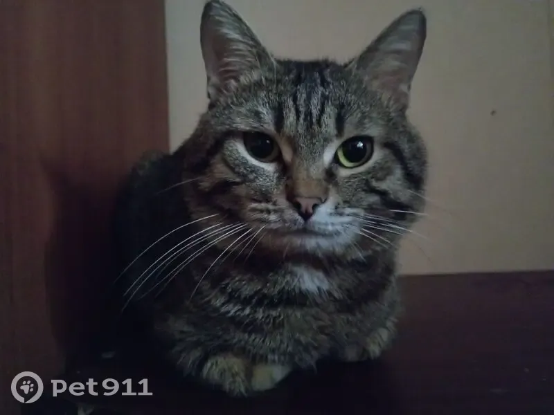 Пропала кошка, Кострома, Костромская область — толстенькая, кличка Боня - photo