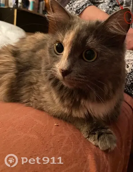 Пропала кошка, улица Свободы, 13, Пермь — серая с белыми пятнышками на груди и животе - photo