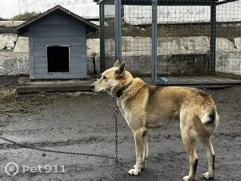 Пропала собака, Восточная улица, 15, Петрозаводск — сорвался с цепи, ласковый, может полаять - photo