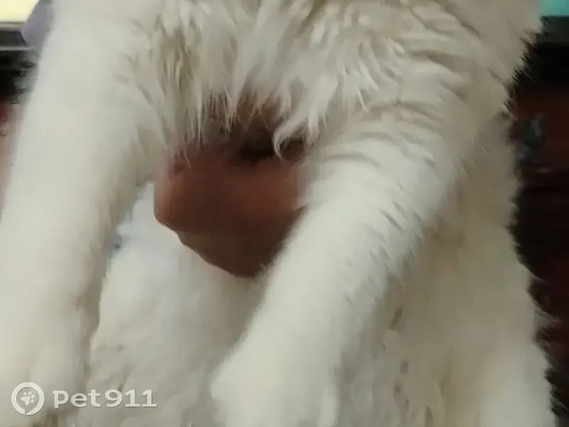 Пропала кошка, улица Чернышевского, 10, Курск — белый крупный кот - photo