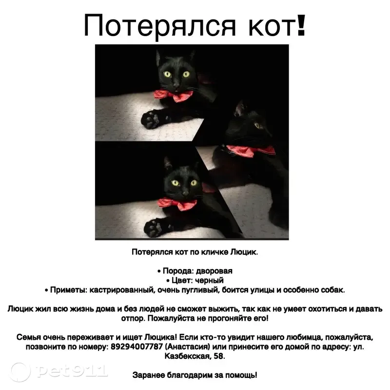 Пропала кошка, Казбекская улица, 58, Хабаровск — чёрная, белое пятнышко на груди, кастрированная - photo