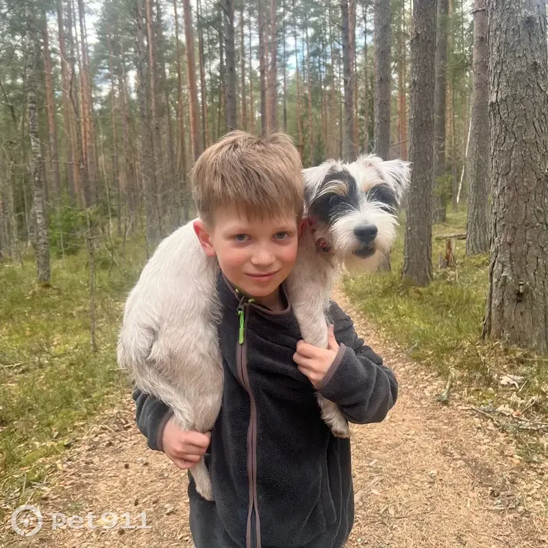 Пропала собака, Малый переулок, Кривко — Джек Рассел терьер, мальчик - photo