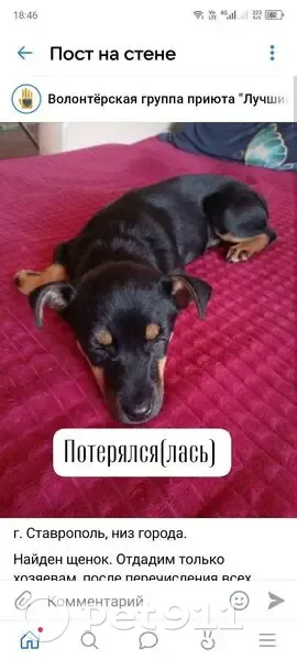 Найдена собака, улица Кутузова, 5А, Ставрополь - photo