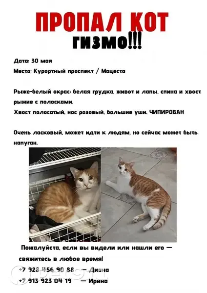 Пропала кошка, Курортный проспект, 110, Сочи — рыже-белый окрас, чипирован - photo