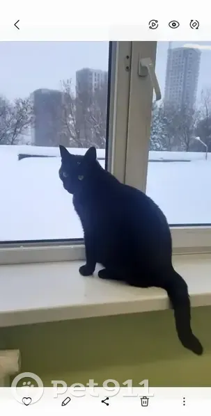 Пропала кошка, Лётная улица, Москва — чёрная, зелёноглазая, кастрирована, хвостик кривой - photo